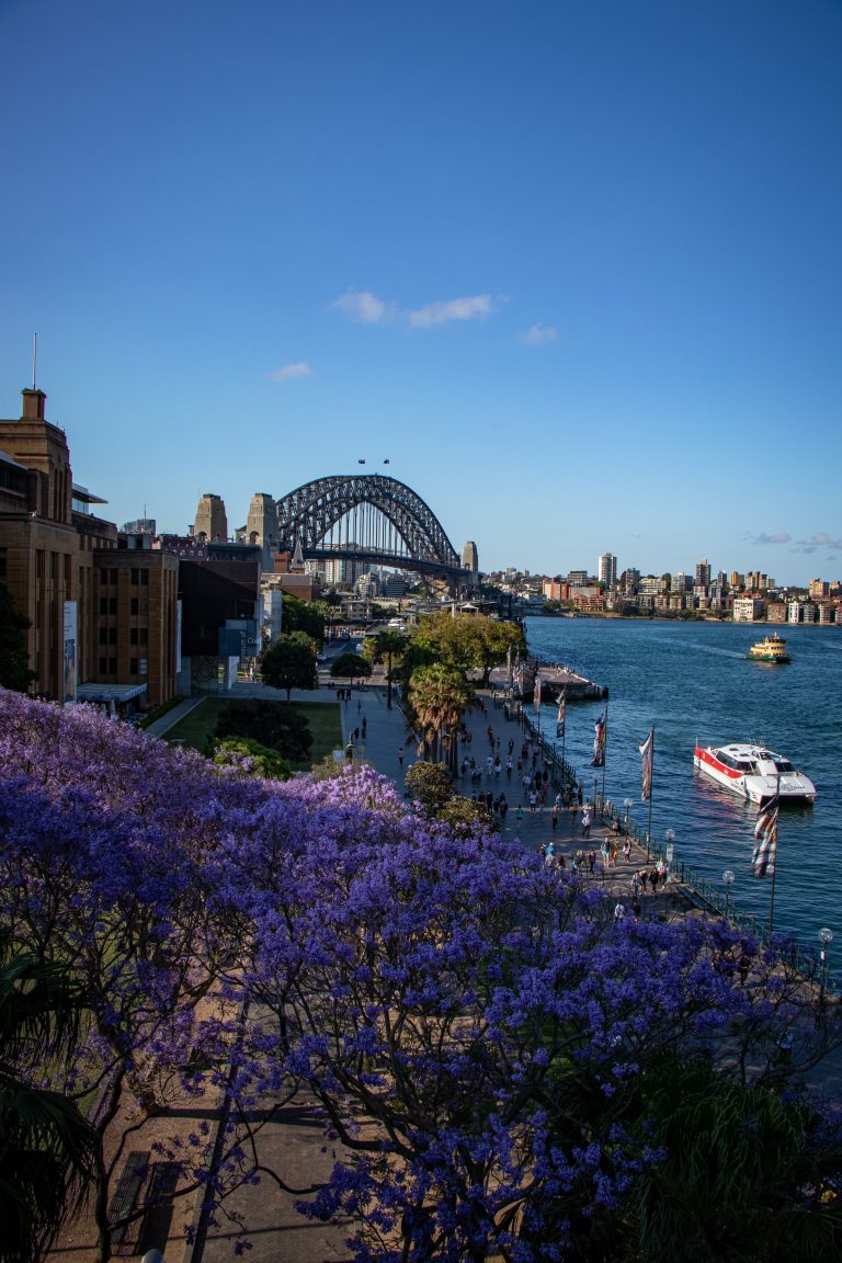 sydney-icons-landscape-14-harbour-bridge-jacaranda-mitchell-luo
